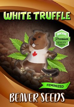 White Truffle Strain Feminized Marijuana Seeds