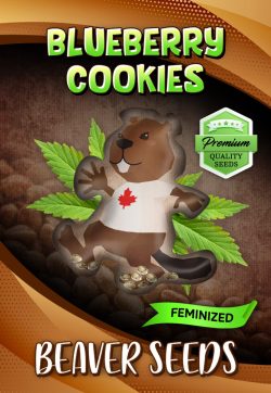 Blueberry Cookies Strain Feminized Marijuana Seeds
