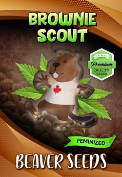 Brownie Scout Strain Feminized Marijuana Seeds