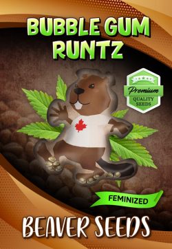 Bubble Gum Runtz Strain Feminized Marijuana Seeds