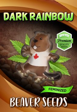 Dark Rainbow Strain Feminized Marijuana Seeds