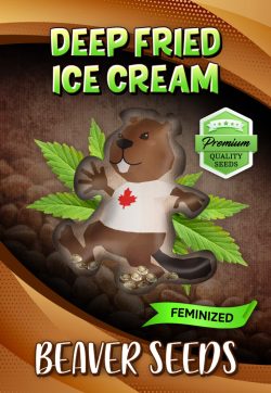 Deep Fried Ice Cream Strain Feminized Marijuana Seeds