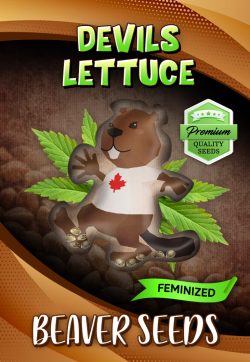 Devils Lettuce Strain Feminized Marijuana Seeds