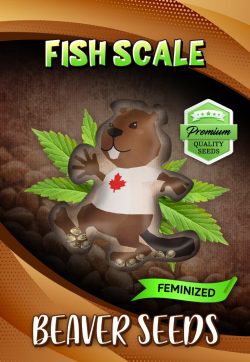Fish Scale Strain Feminized Marijuana Seeds