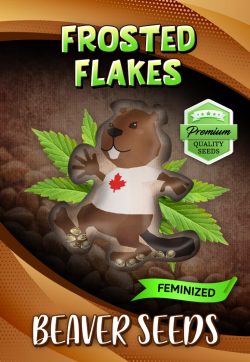 Frosted Flakes Strain Feminized Marijuana Seeds