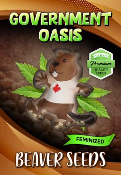 Government Oasis Strain Feminized Marijuana Seeds