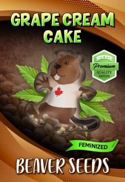 Grape Cream Cake Strain Feminized Marijuana Seeds