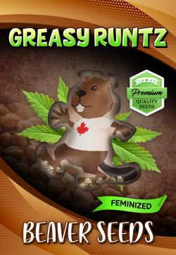 Greasy Runtz Strain Feminized Marijuana Seeds