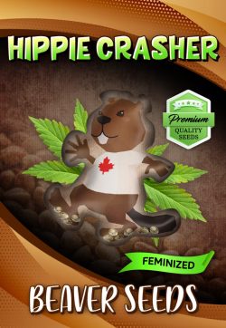 Hippie Crasher Strain Feminized Marijuana Seeds