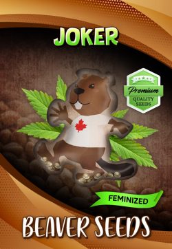 Joker Strain Feminized Marijuana Seeds