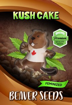 Kush Cake Strain Feminized Marijuana Seeds