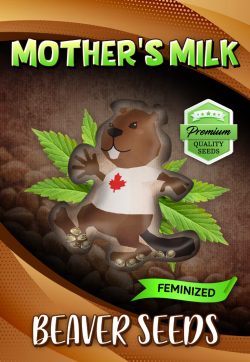 Mother's Milk Strain Feminized Marijuana Seeds