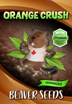 Orange Crush Strain Feminized Marijuana Seeds