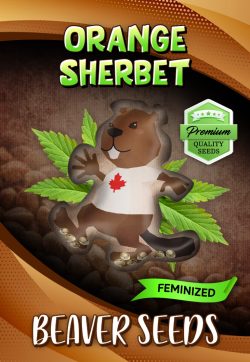 Orange Sherbet Strain Feminized Marijuana Seeds