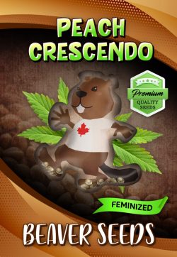 Peach Crescendo Strain Feminized Marijuana Seeds