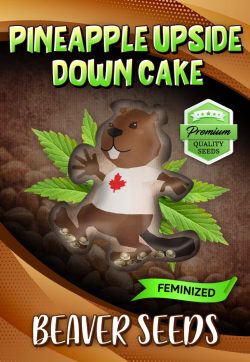 Pineapple Upside Down Cake Strain Feminized Marijuana Seeds