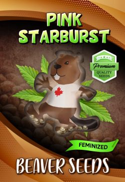 Pink Starburst Strain Feminized Marijuana Seeds