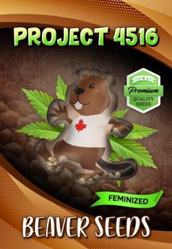 Project 4516 Strain Feminized Marijuana Seeds