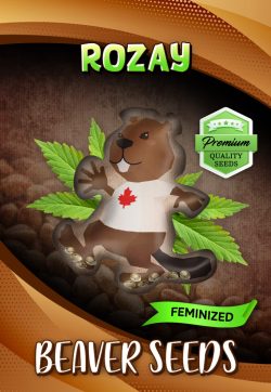 Rozay Strain Feminized Marijuana Seeds
