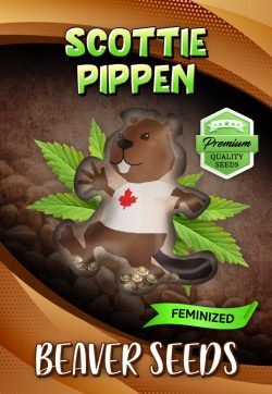 Scottie Pippen Strain Feminized Marijuana Seeds