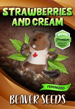 Strawberries and Cream Strain Feminized Marijuana Seeds