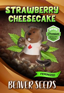 Strawberry Cheesecake Strain Feminized Marijuana Seeds