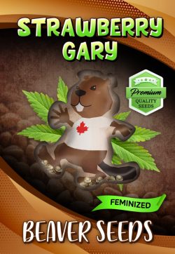 Strawberry Gary Strain Feminized Marijuana Seeds