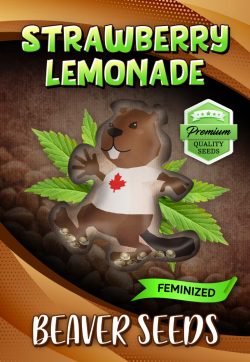 Strawberry Lemonade Strain Feminized Marijuana Seeds