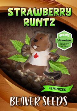 Strawberry Runtz Strain Feminized Marijuana Seeds