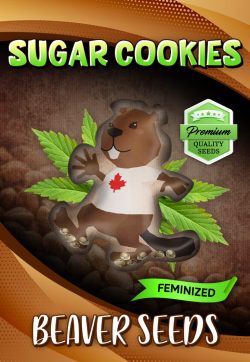 Sugar Cookies Strain Feminized Marijuana Seeds