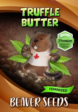 Truffle Butter Strain Feminized Marijuana Seeds