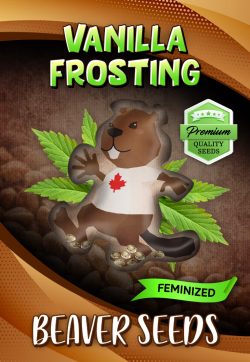 Vanilla Frosting Strain Feminized Marijuana Seeds