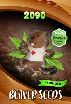 2090 Strain Feminized Marijuana Seeds