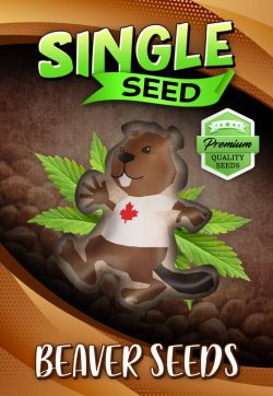 BeaverSeed Single Seed