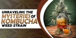Unraveling the Mysteries of Kombucha Weed Strain scaled