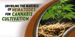 Unveiling the Marvels of Nematodes for Cannabis Cultivation scaled