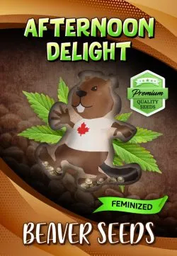 Afternoon Delight Strain Feminized Marijuana Seeds