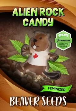 Alien Rock Candy Strain Feminized Marijuana Seeds