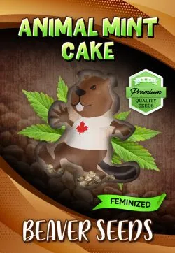 Animal Mint Cake Strain Feminized Marijuana Seeds