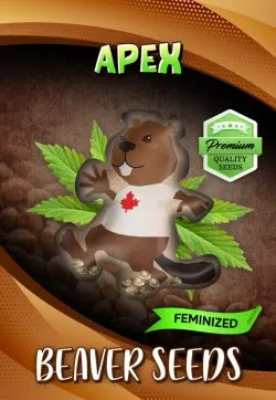 Apex Strain Feminized Marijuana Seeds