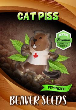 Cat Piss Strain Feminized Marijuana Seeds