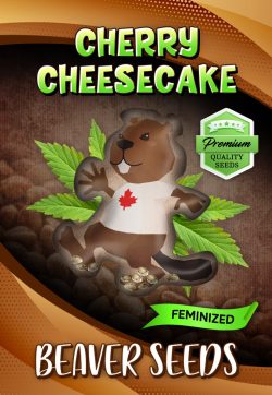 Cherry Cheesecake Strain Feminized Marijuana Seeds