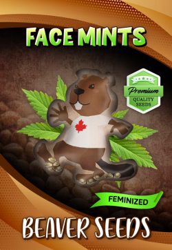 Face Mints Strain Feminized Marijuana Seeds
