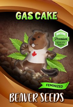 Gas Cake Strain Feminized Marijuana Seeds