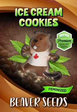 Ice Cream Cookies Strain Feminized Marijuana Seeds