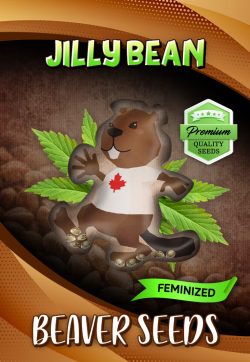 Jilly Bean Strain Feminized Marijuana Seeds