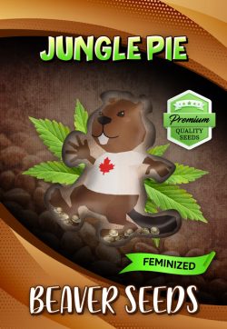 Jungle Pie Strain Feminized Marijuana Seeds