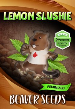 Lemon Slushie Strain Feminized Marijuana Seeds