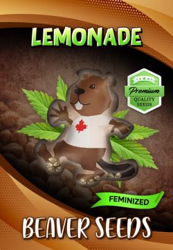 Lemonade Strain Feminized Marijuana Seeds
