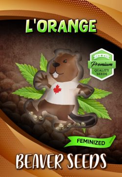 L'orange Strain Feminized Marijuana Seeds